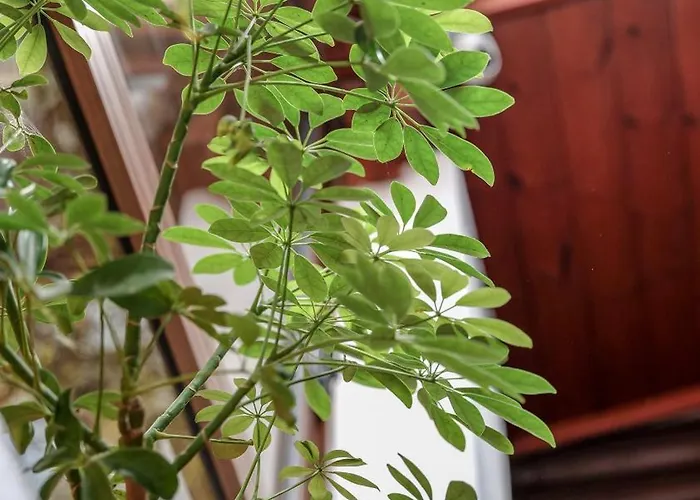 Апартаменты Dolanit E Drurit Дуррес