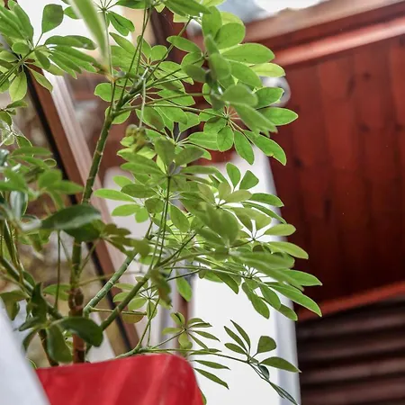 شقة Dolanit E Drurit دراس