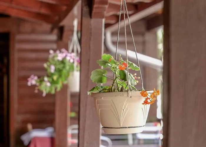 Daire Dolanit E Drurit *